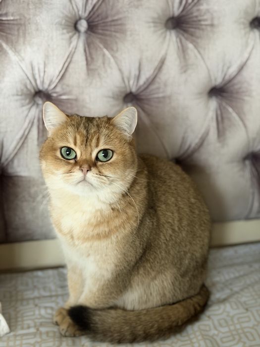 Отдам кошечку в самые добрые руки