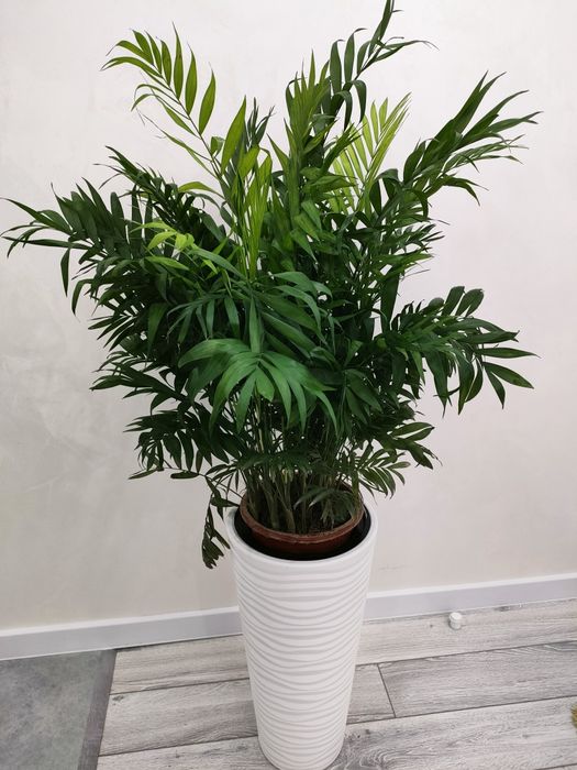 Комнатные цветы, доставка.