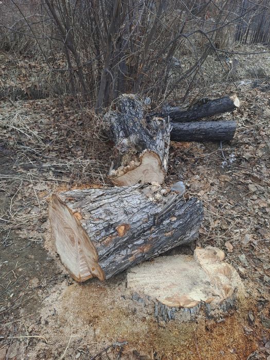 Продам пеньки и дрова.