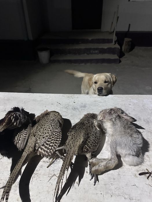 Лабрадор охотник