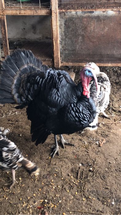 Индюк гибрид сатылады