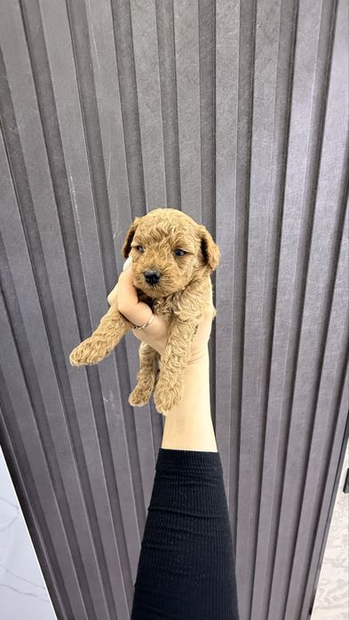 Продаю щенят пудель Той