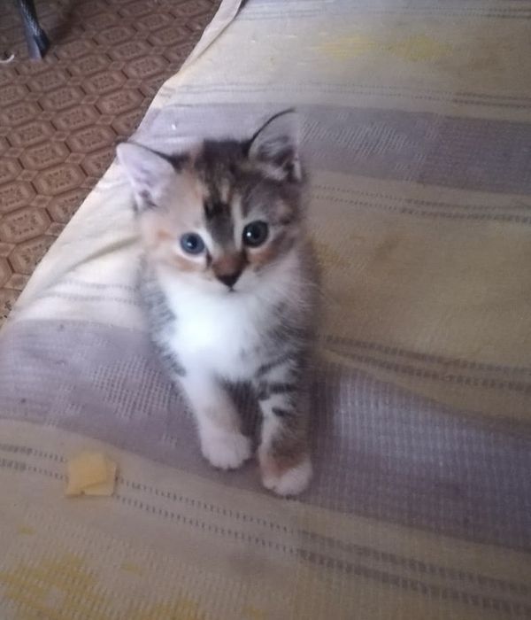 Отдам в добрые руки