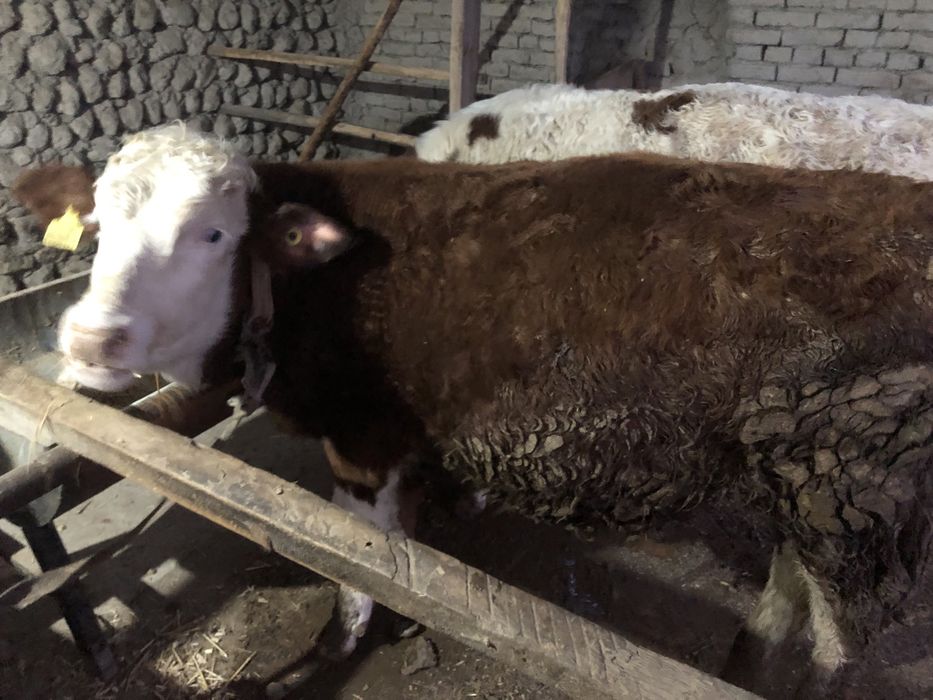 Semintal buqalar sotiladi