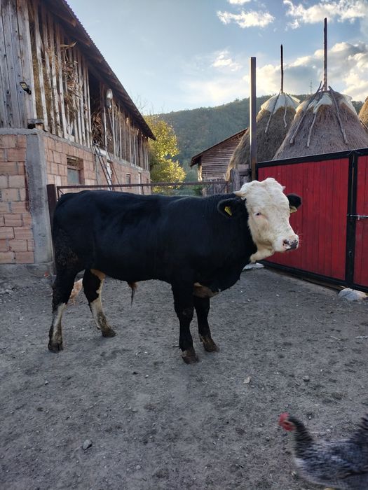 Taur Balțat German