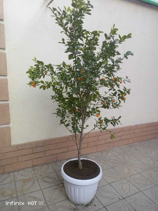 Декоратив Цитрон (японски мандаринча)