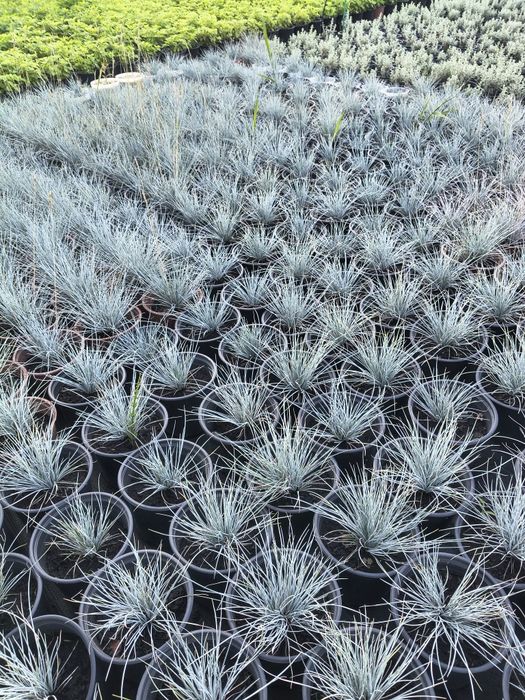 Festuca glauca /iarba albastra