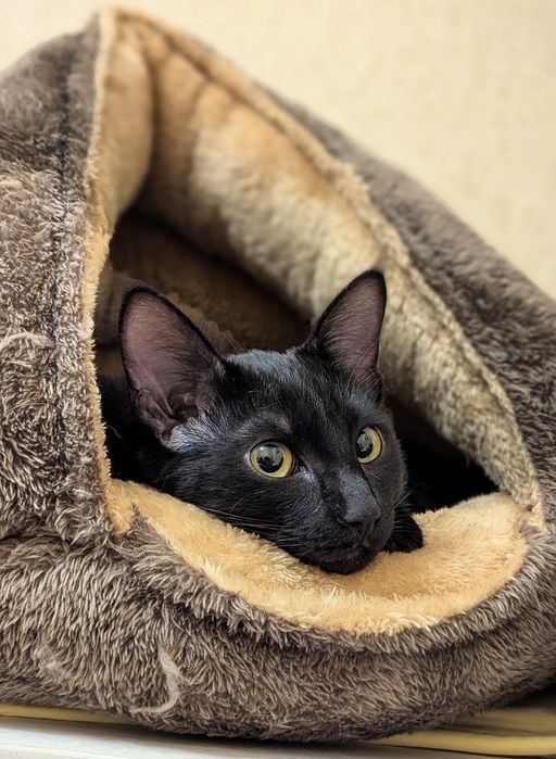 Бэтмен ищет дом  ,где он будет в безопасности и будет любим