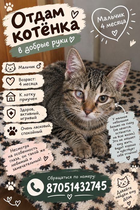Котята в добрые руки