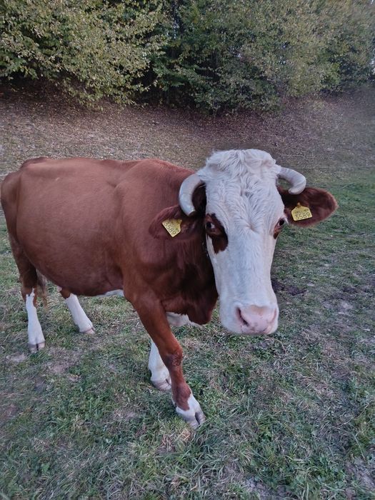 Dumana, își caută o nouă casă!!