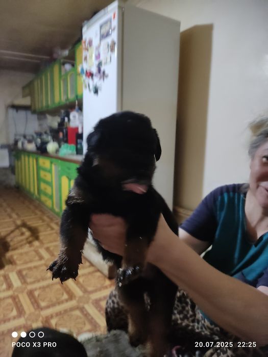 Продаются щенки ротвейлера