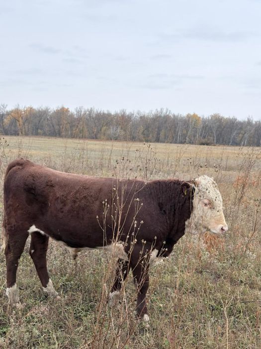 Потсос бызау 12 бас