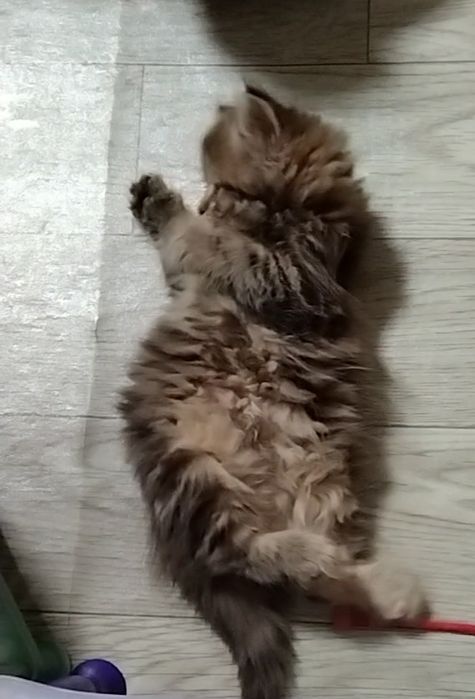 Шикарная девочка. Хайленд страйт.