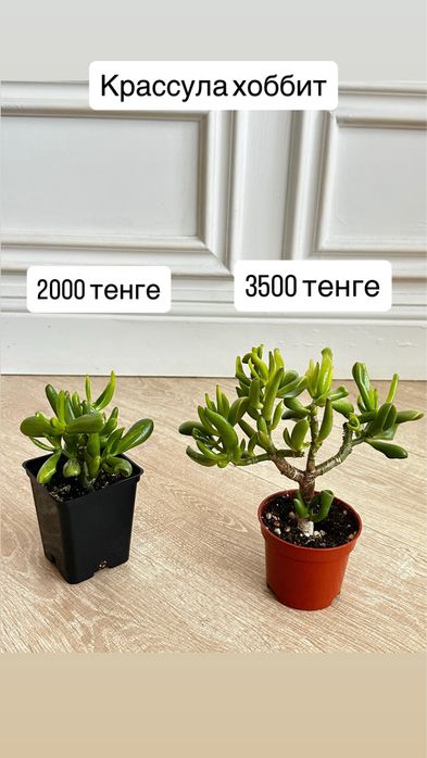 Денежное дерево, крассула хоббит