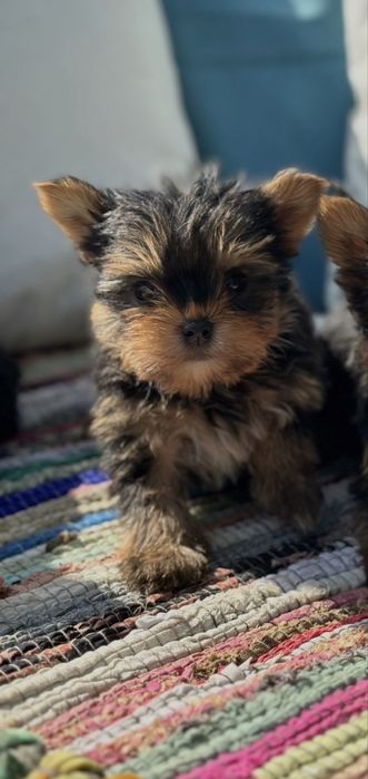Йоркширски териер / Yorkshire Terrier