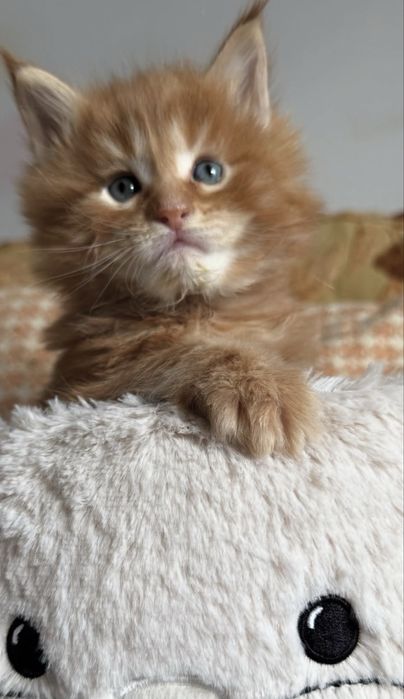 Pui maine coon rasa pura pedigree