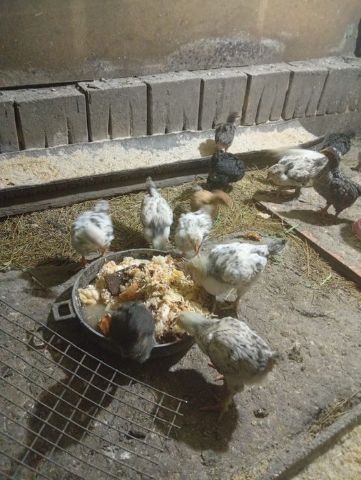 Продам цыплят домашные
