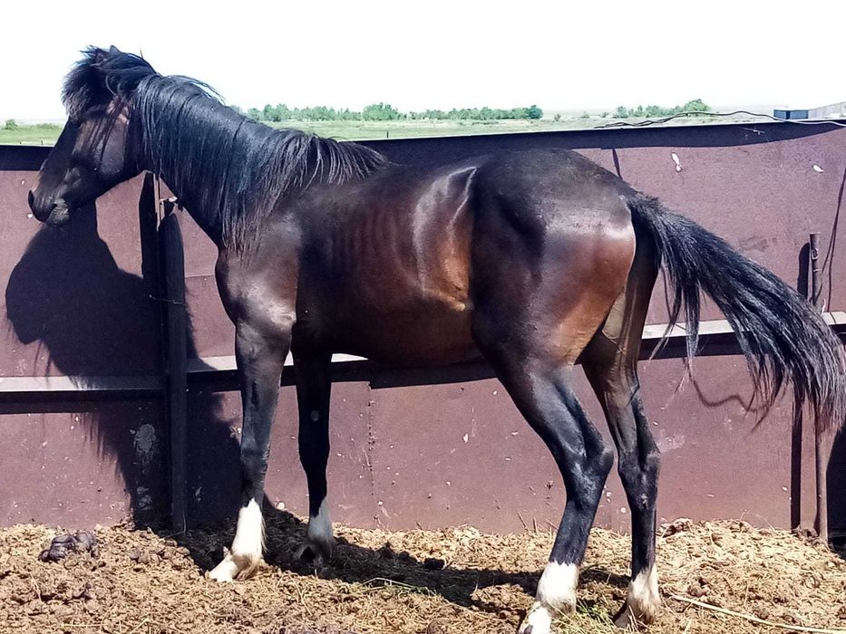 Жеребец крупный 2 года