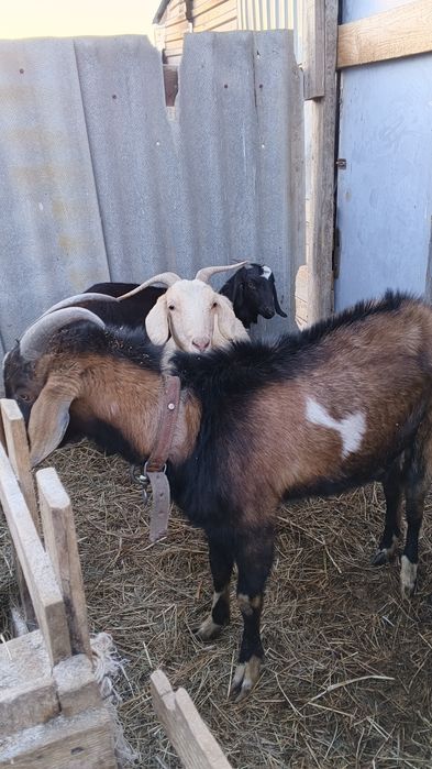 Продам козел теке