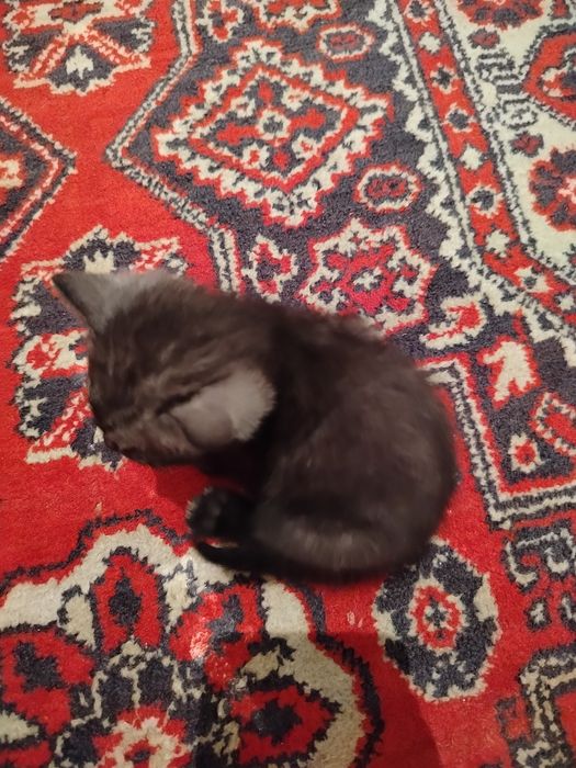Отдам котят в добрые руки