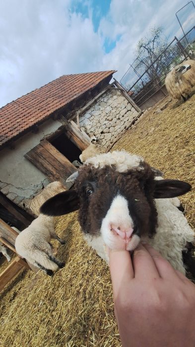 Vând miel berbec de 3 luni