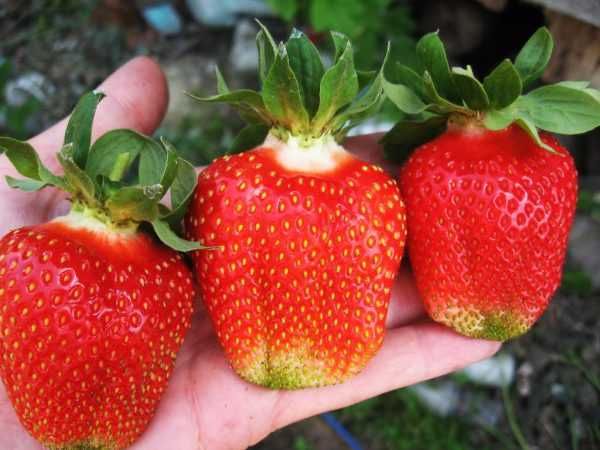 Внимани само эа ценители Расад ягоди и малини