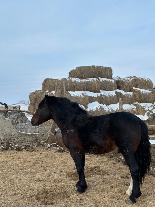 Продам айгыр тяж