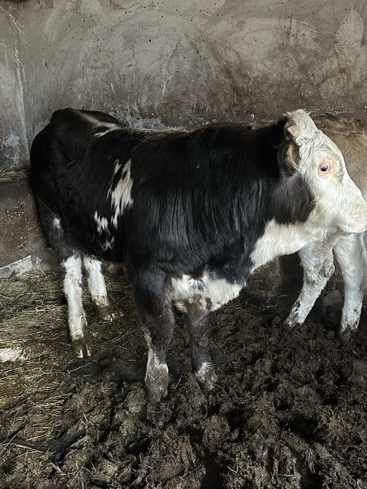 Vand Tauras si vitea