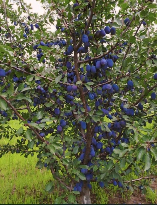 Плодовые культурные изгородь яблоня