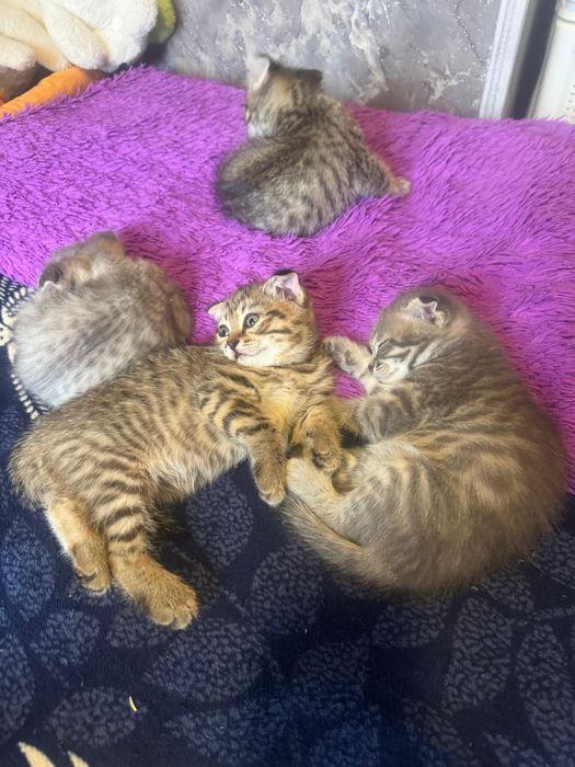 Кошки котята пародистые