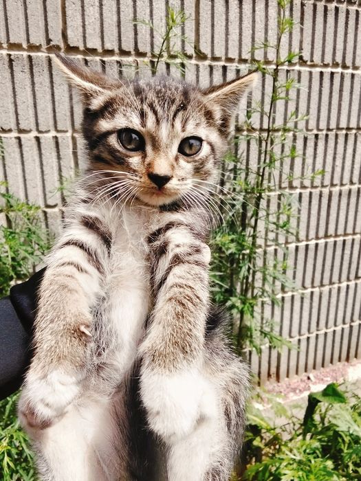 Котята 5 месяцев