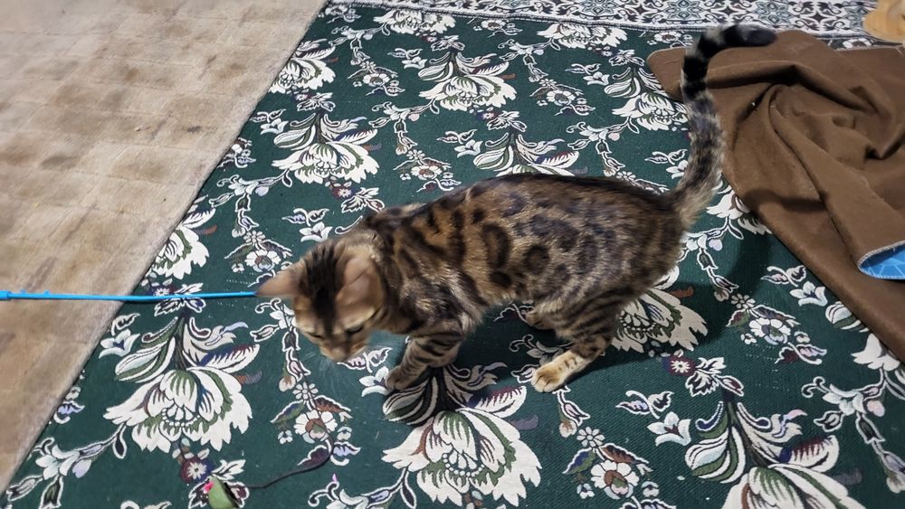 Кошка 1.5 годика