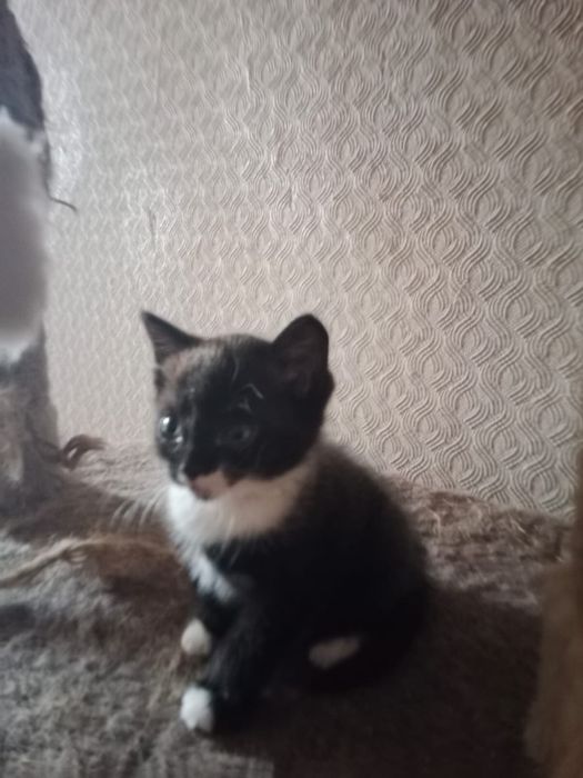 Котята и 2 кошки