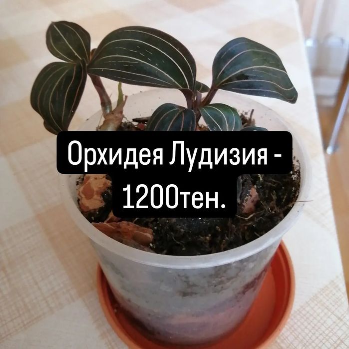 Продам комнатные цветы.