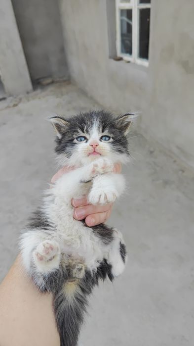 Продаются котята, возраст  1 -месяц  больше, породистые