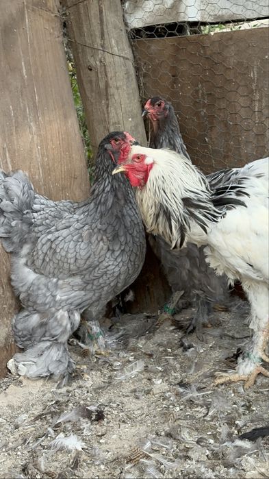 Disponibile pasari brahma