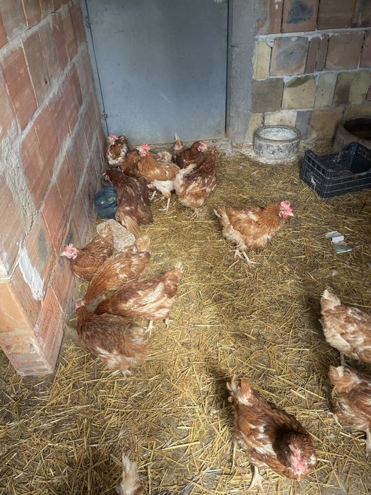 Кокошки те са на 12 месеца