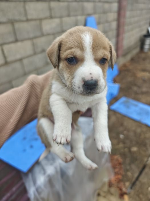 Кушік сатылады, продаются щенки