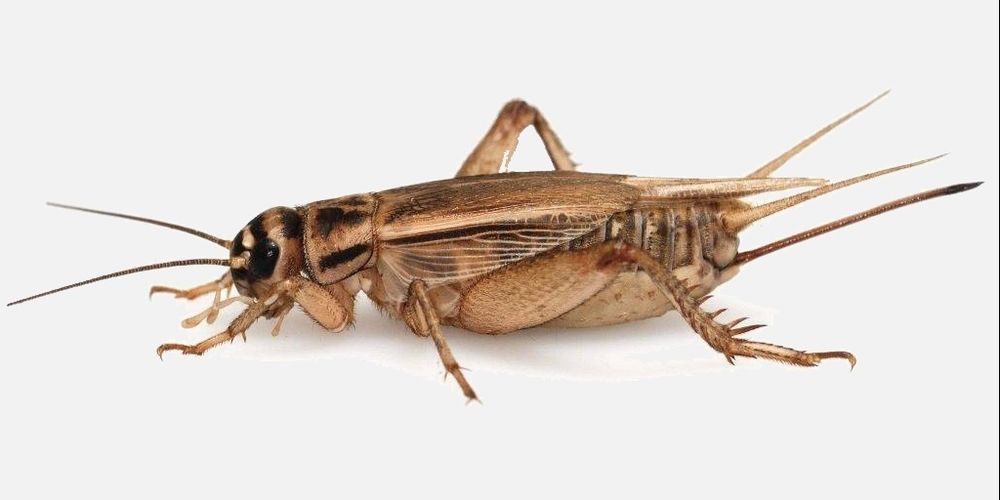 Домовые сверчки (живой корм)