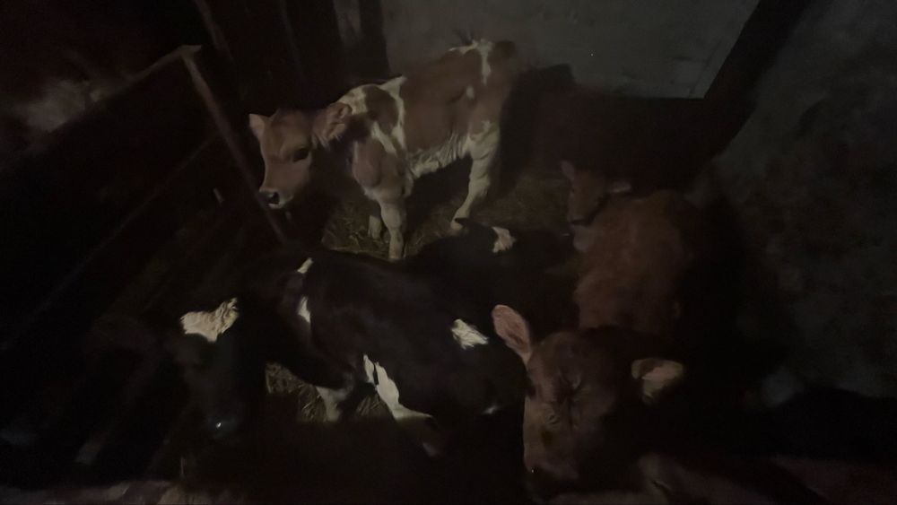 Продам недельных телят