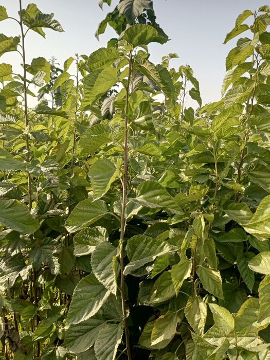 Тут кучатлари сотилади аригинал кучатлар  тутмаса бонус бор