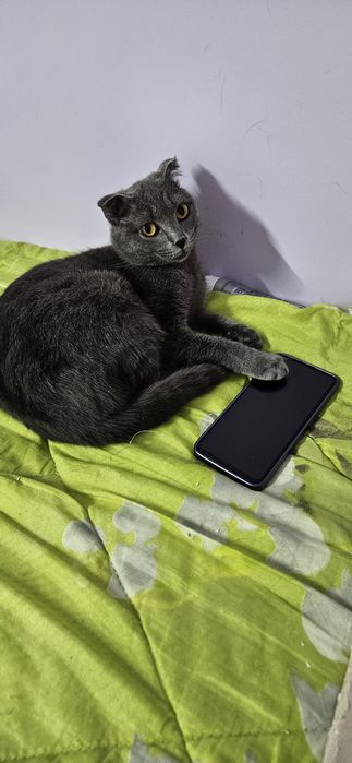 Отдам кошку в добрые руки