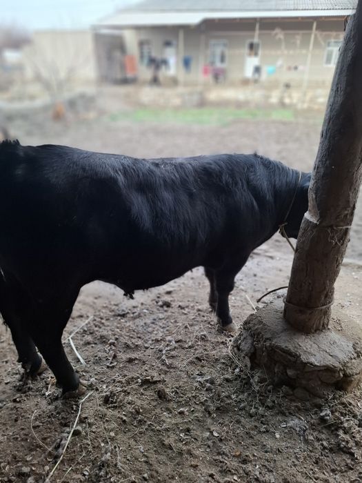 Бука сотилади когонда