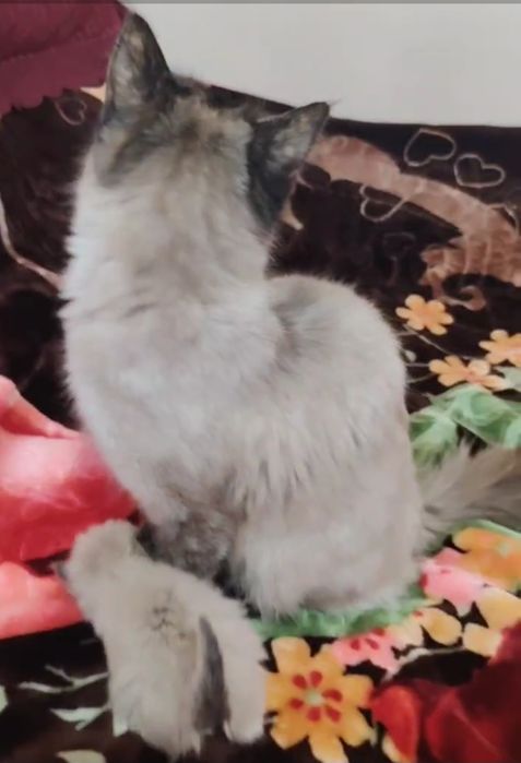 Продаются сиамские котята и кошка /Общий 3 та боласи ва онаси бор