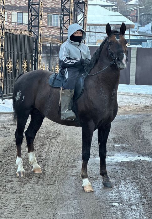 Продам хорошего коня срочно