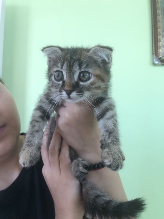 Любимые животные