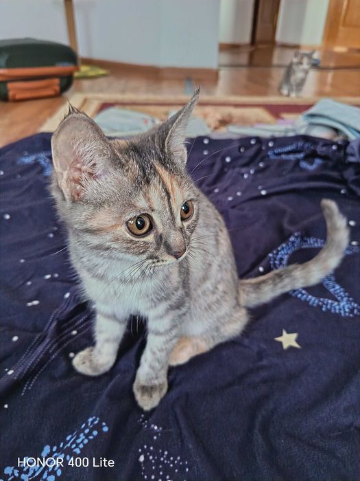 Котята отдам в хорошие руки