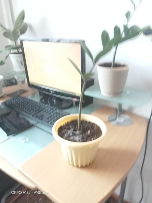 Гүлдер 4 штук метр