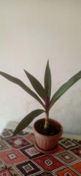 Продаю комнатные цветы Рио.