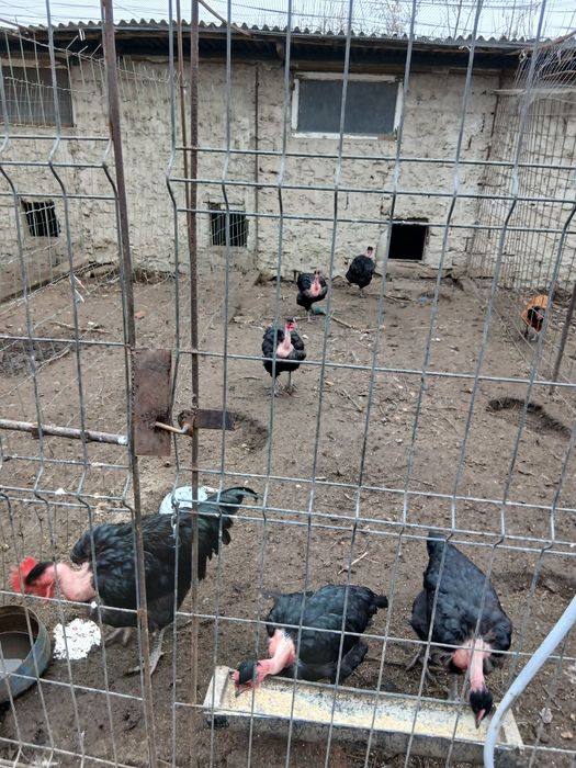 Oua gat golas de Transilvania